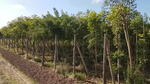 Young olive garden 스톡 동영상 168127073