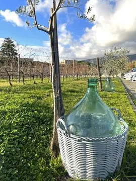 Young olive tree and traditional farmer glass bottle in wicker basket in yard Stock Photos