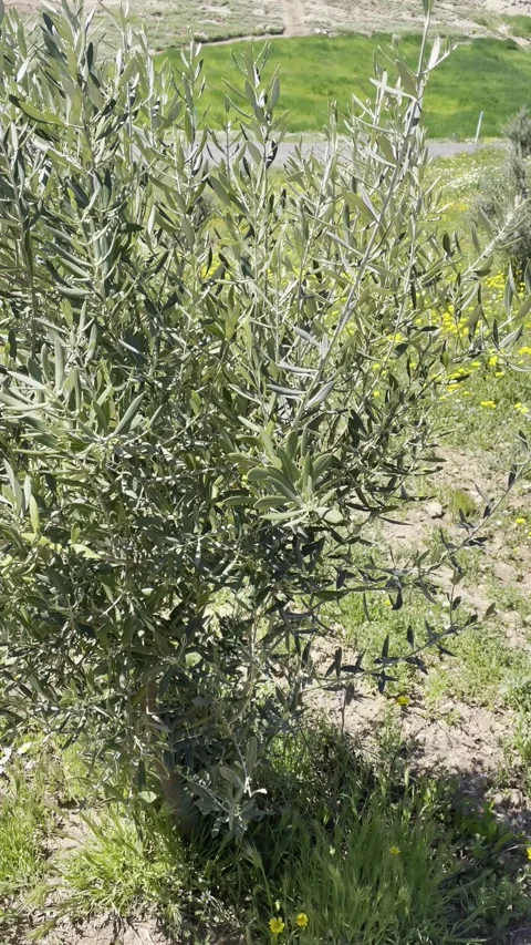 Young Olive Tree Branch in Sunny Mediterranean Field Vidéo 332048071