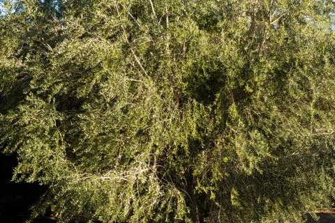Young Olive Tree Branches Stock Photos