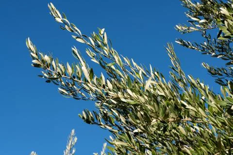 Young Olive Tree Branches Stock Photos