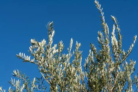 Young Olive Tree Branches Foto stock