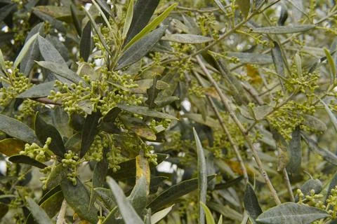 Young olive tree buds. Foto stock