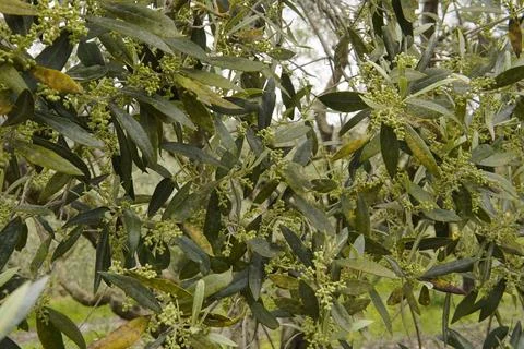 Young olive tree buds. Photos