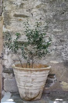 Young olive tree in front of old house wall, Parikia, Paros, Clyclades, Greece, Stock-Fotos