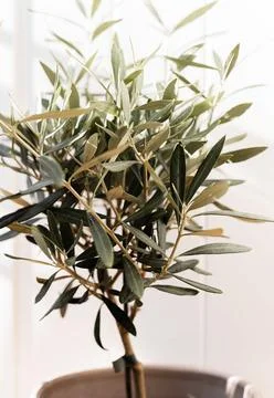 The young olive tree in front of a white background Stock Photos