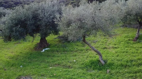 Young Olive Tree on Grassy Hillside in Traditional Mediterranean Grove Stock Footage 343996961