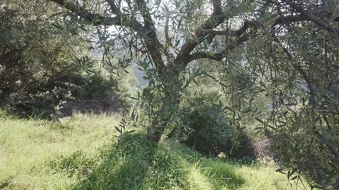 Young Olive Tree Loaded With Ripe Fruit in Untouched Rural Landscape Stock Footage 344094435