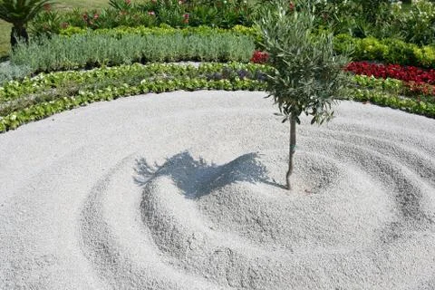 Young olive tree Stock Photos