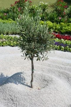 Young olive tree Stock Photos