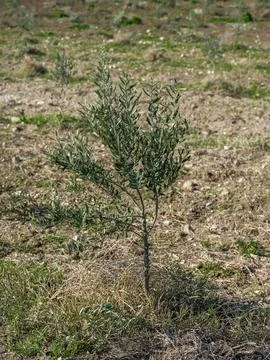 Young olive tree planted in an open agricultural field Foto stock