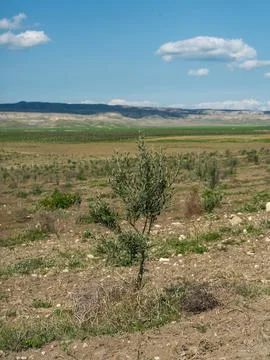 Young olive tree planted in an open agricultural field Foto stock
