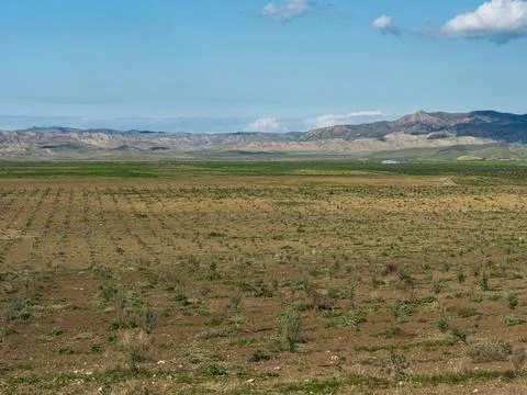 Young olive tree planted in an open agricultural field Foto stock