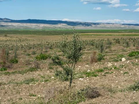 Young olive tree planted in an open agricultural field Foto stock