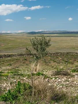 Young olive tree planted in an open agricultural field Foto stock