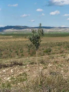 Young olive tree planted in an open agricultural field Foto stock