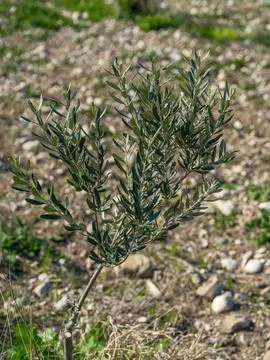 Young olive tree planted in an open agricultural field Foto stock