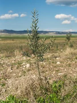 Young olive tree planted in an open agricultural field Foto stock