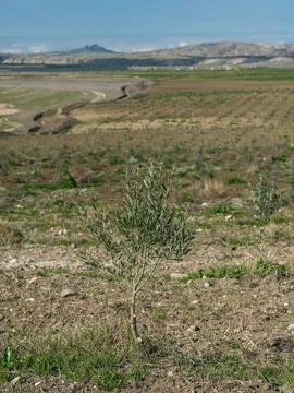Young olive tree planted in an open agricultural field Foto stock