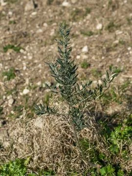 Young olive tree planted in an open agricultural field Foto stock