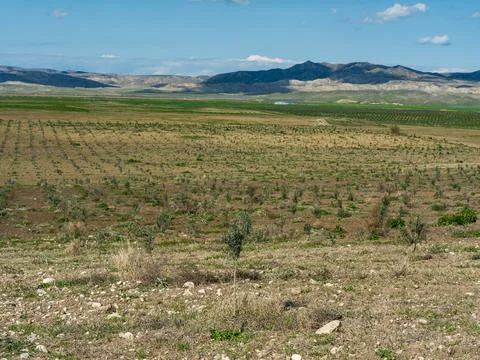 Young olive tree planted in an open agricultural field Foto stock