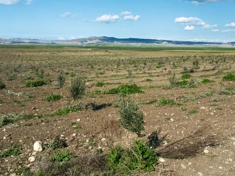 Young olive tree planted in an open agricultural field Foto stock