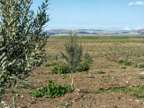 Young olive tree planted in an open agricultural field Foto stock