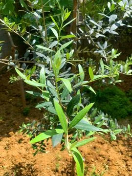 Young olive tree sapling growing in moist clay soil under sunlight Stock Photos