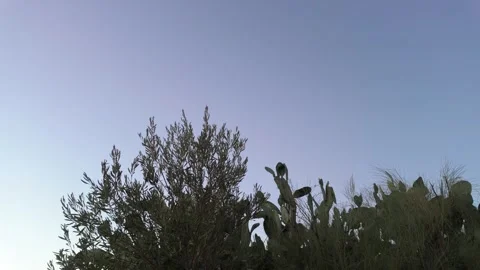 Young Olive Tree Swaying in Gentle Breeze near small prickly pear cactus Stock Footage 344819417