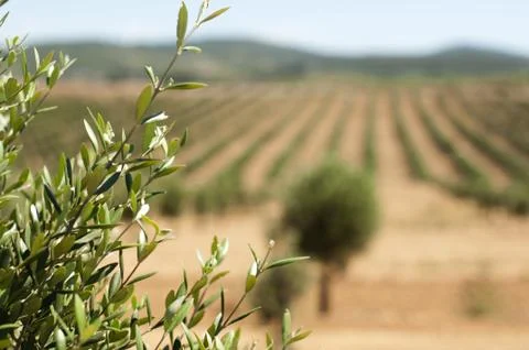 Young olive trees Stock Photos