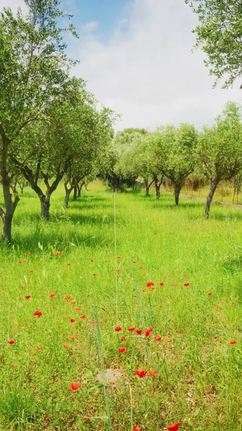 Young olive trees in sunny meadow Stock Footage 336312346