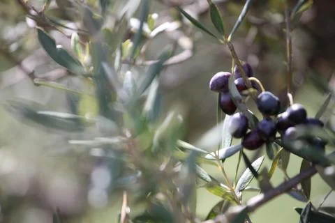 Young Olives Stock Photos