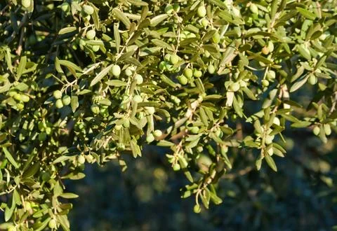 Young olives on tree Stock Photos