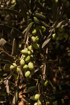 Young olives in tree Stock Photos
