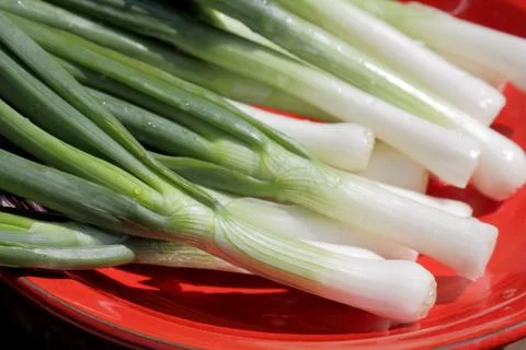 Young onion Stock Photos