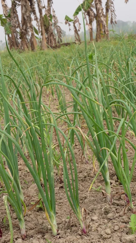 Young Onion Plants Vidéo 333912299