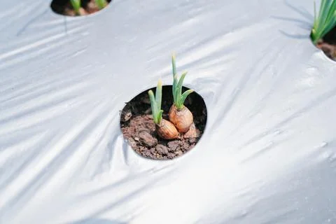 Young Onion Plants Growing in Plastic Mulch Rows  Modern Agriculture Concept Stock Photos