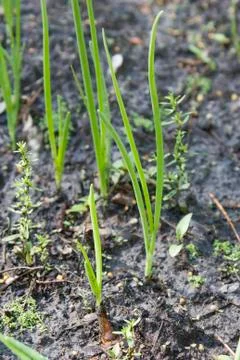 Young onion sprouts Stock Photos