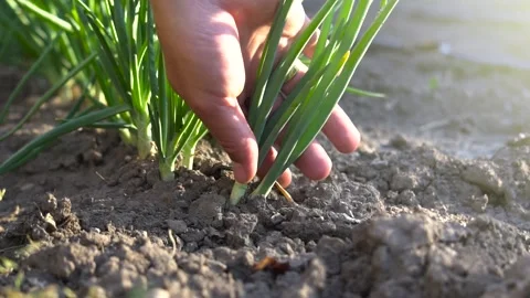 Young onions being harvested by hand in cinematic slow motion. Stock Footage