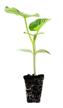 Young opo squash tree Stock Photos