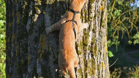 A young orange cat is climbing a tree while wearing a harness, showcasing its Stock Footage 345878522