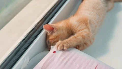 A young orange cat interacts with a soft piece of fabric by a window, showing Stockbeeldmateriaal 344440403