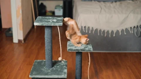A young orange cat navigates a cat tree, jumping from one high platform to Stock Footage 339025757