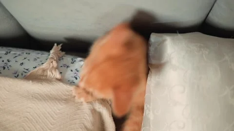 A young orange cat plays with a blanket and a pillow in a cozy indoor space. The Stock Footage 339025531