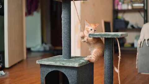 A young orange cat plays on a scratching post in a home setting. The cat climbs Stock Footage 339025742