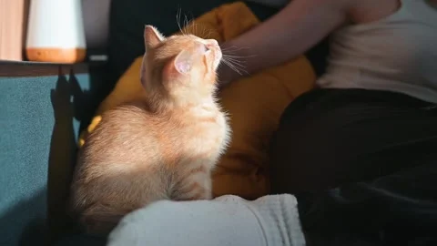 A young orange cat is receiving gentle petting from a person sitting beside it Stock Footage 344451266