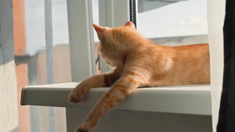 A young orange cat relaxes on a windowsill, stretching its paws while gazing Vidéo 344674732