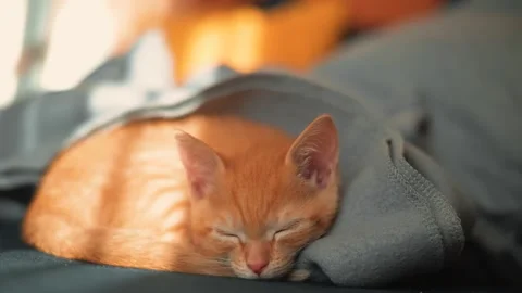 A young orange cat is resting peacefully while covered by a soft blanket. The Stock Footage 339025446