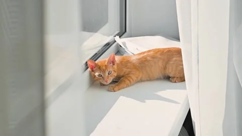 A young orange cat is resting by a window, enjoying the warm sunlight on a 库存影片 344674802