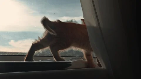 A young orange cat is seen climbing on a window ledge and looking outside Stock Footage 339025586